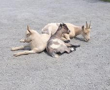 Pygmy cross goats