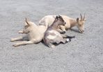 Pygmy cross goats