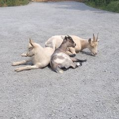 Pygmy cross goats