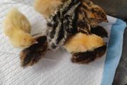 Week old Quail