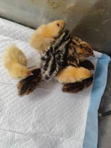 Week old Quail