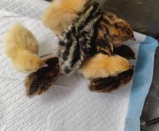Week old Quail