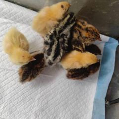 Week old Quail