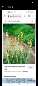 Yellow Mexican satin flower plant Pale yellow-eyed grass, perennial.