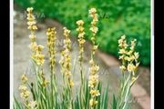 Yellow Mexican satin flower plant Pale yellow-eyed grass, perennial.