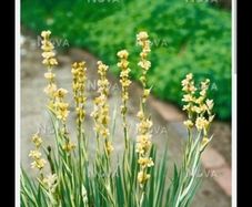 Yellow Mexican satin flower plant Pale yellow-eyed grass, perennial.