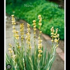 Yellow Mexican satin flower plant Pale yellow-eyed grass, perennial.