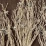 Christmas selection for decorations or artwork Image 5