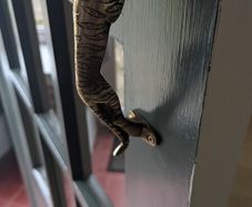 Brass door handle - Tiger shaped
