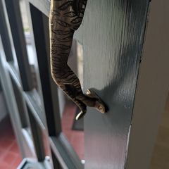 Brass door handle - Tiger shaped