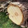 Logs.   Free. Clean. Dry medium wood. Image 3