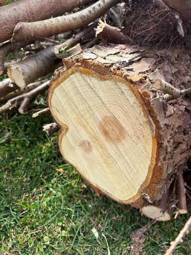 Logs.   Free. Clean. Dry medium wood.