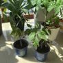 Tomato plant Black Beauty Image 2