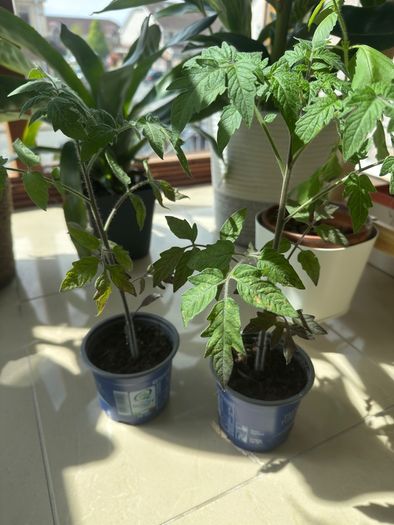 Tomato plant Black Beauty