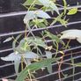 Eucalyptus Ovata trees Image 5