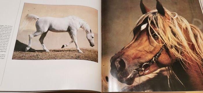 Grace And Beauty A Study Of The Horse Gabrielle Boiselle Large Hardback Book VGC