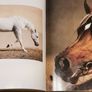 Grace And Beauty A Study Of The Horse Gabrielle Boiselle Large Hardback Book VGC Image 6