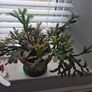 House plants Image 3