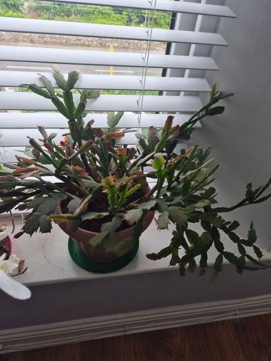 House plants