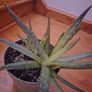 Plants Image 2