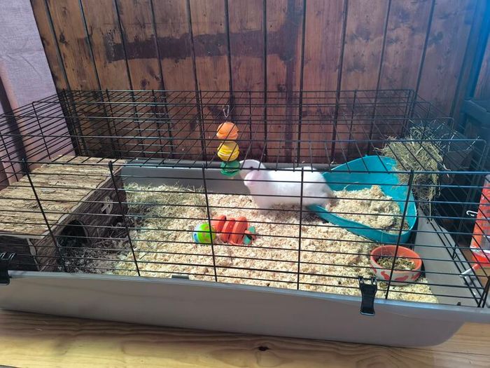 Rabbit Cage & Accessories
