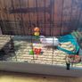 Rabbit Cage & Accessories Image 2