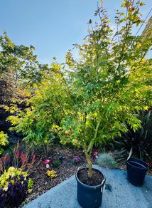 Japanese Maple (Acer) 6ft