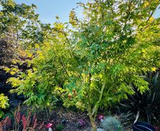Japanese Maple (Acer) 6ft