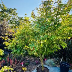 Japanese Maple (Acer) 6ft