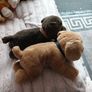 Keel Toys Basil Chocolate Brown Labrador Dog Laying Soft Plush Toy  Puppy Image 3