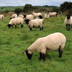 Hoggets