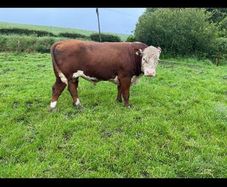 Pb Hereford Bull
