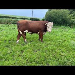 Pb Hereford Bull