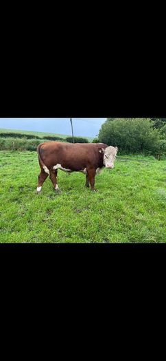 Pb Hereford Bull