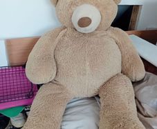 free big teddy bear