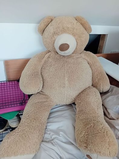 free big teddy bear
