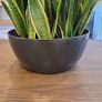 Sansevieria Laurentii planter Image 2