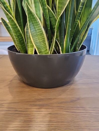 Sansevieria Laurentii planter