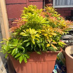 Plants