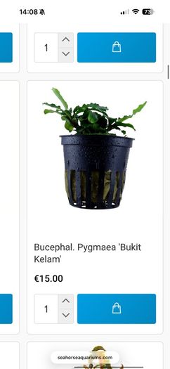 Fish Tank Plants
