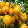 (T) Tomato Citrina seeds 0.2g (110674) Image 2
