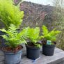 ostrich fern - matteuccia struthiopteris Image 3