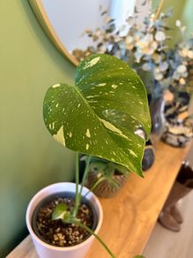 Monstera Thai