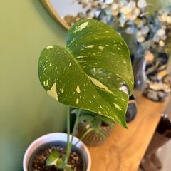 Monstera Thai