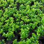 Holly Hedging Image 4