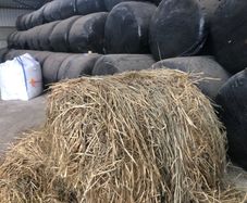 Cattle Feed