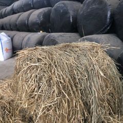 Cattle Feed