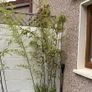 bamboo tree Image 5