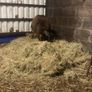 2x Pedigree dutch spotted ram lambs Image 3