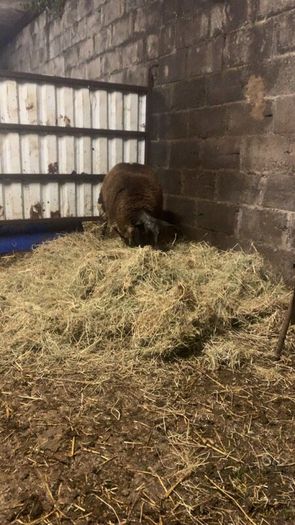 2 purebred dutch spotted ram lambs